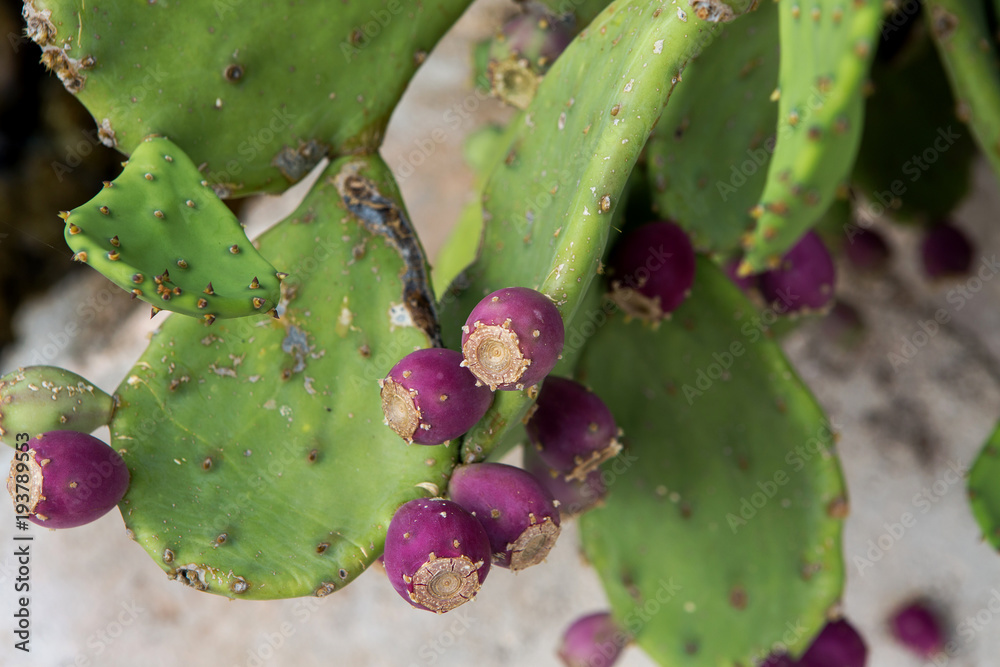 green cactus blossoms with buds on the street green cactus blossoms with buds on the street