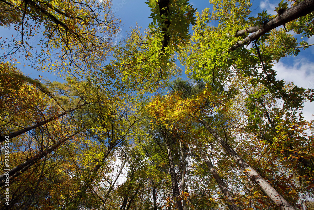 Wald aus der Froschperspektive Wald aus der Froschperspektive