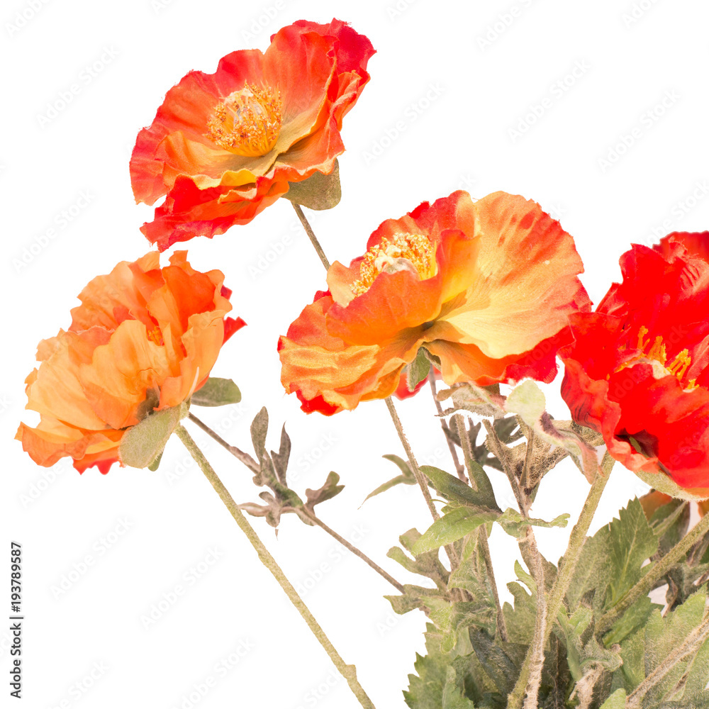 Fototapeta premium Orange flowers isolated on white background 
