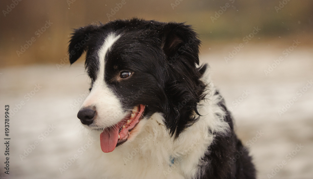 Border Collie dog outdoor portrait in winter snow