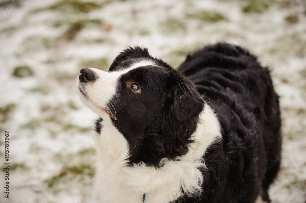 Border Collie dog outdoor portrait on snow covered ground