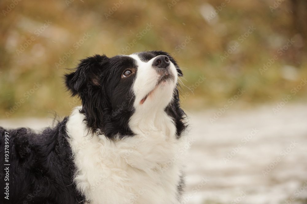 Border Collie dog outdoor portrait in winter show