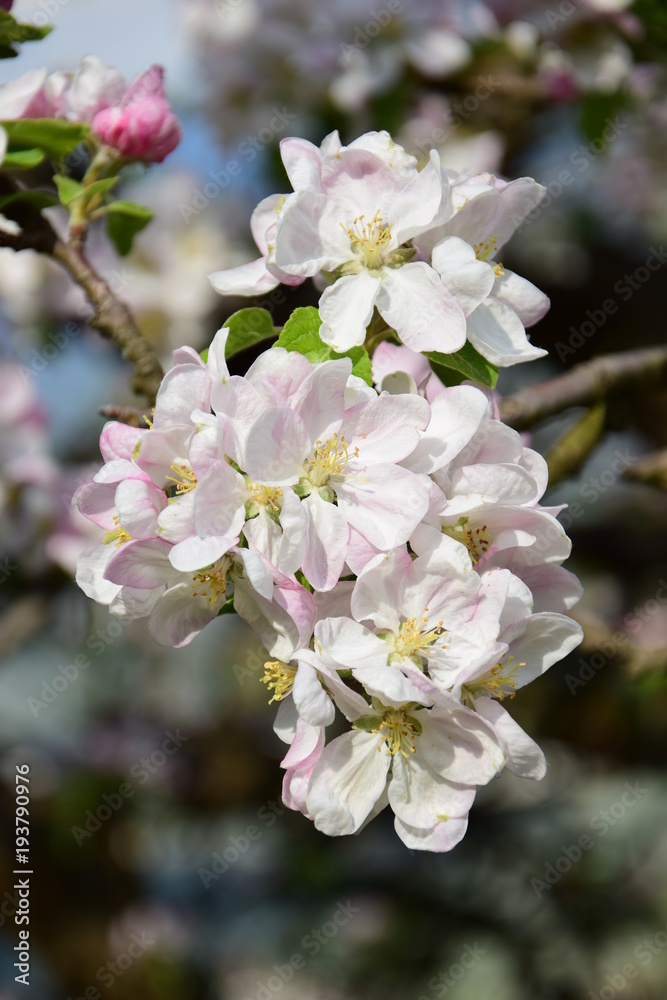 Apfelblüte in Südtirol Apfelblüte in Südtirol