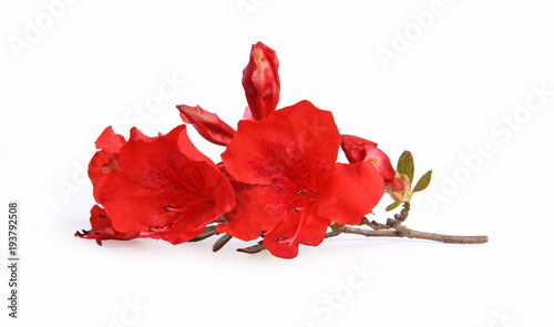 Fleurs d'azalée rouge