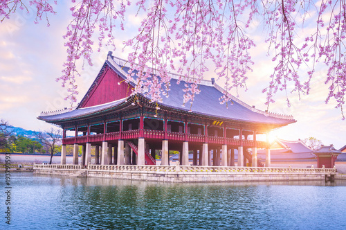 Canvas Print Gyeongbokgung palace with cherry blossom tree in spring time in seoul city of korea, south korea