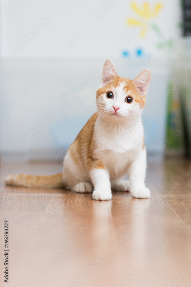 Red-haired little kitten sitting on the floor