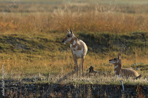 Pronghorn walking in grass, Wyoming, Yellowstone National Park photo