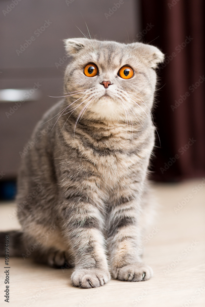 Scottish Fold cat sitting on the floor with an inquisitive look