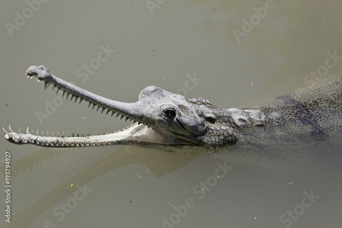 wild Gharial floating in the muddy river with an open mouth © vesta48