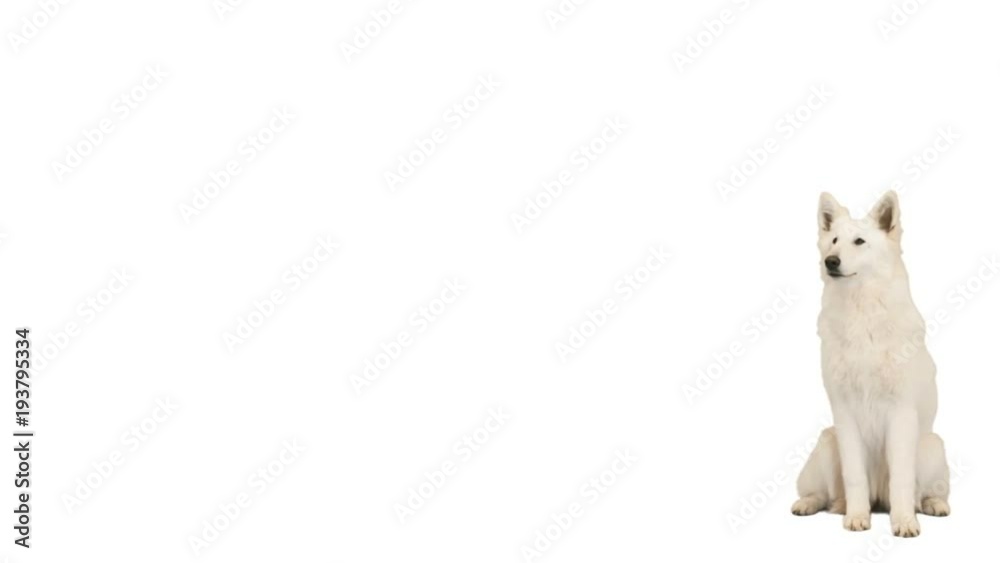 white Swiss Shepherd sitting and looking at white background white Swiss Shepherd sitting and looking at white background
