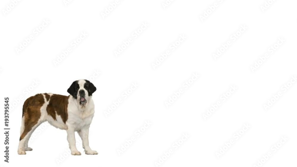 St. Bernard stands and looks on white background