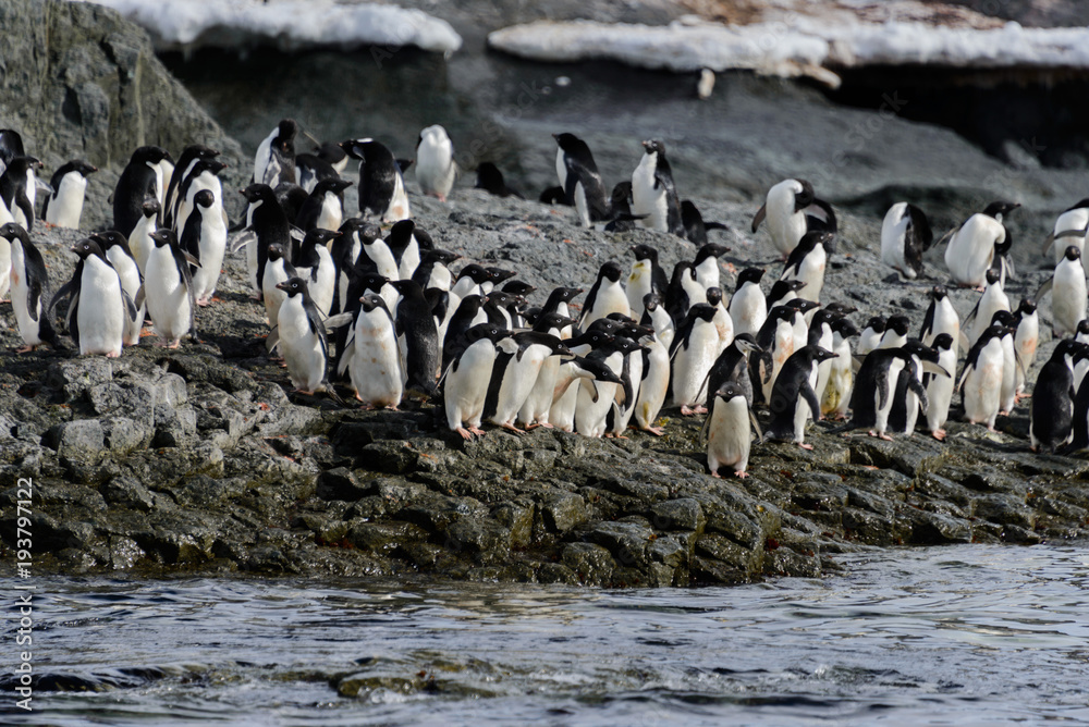 Obraz premium Adelie penguins on beach