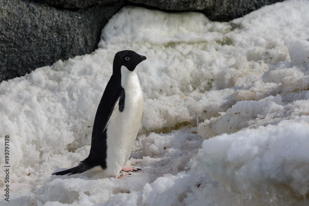 Fototapeta premium Adelie penguin on snow