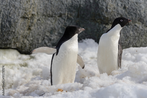 Two adelie penguins on snow