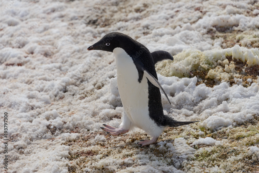Naklejka premium Adelie penguin on rock