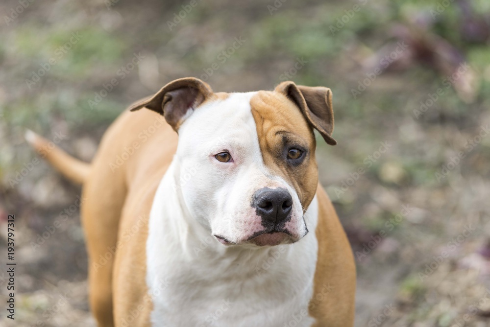 american staffordshire terrier dog head portrait