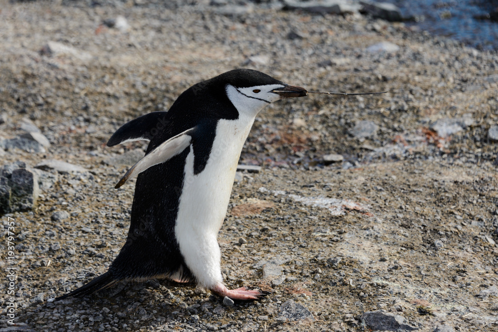 Naklejka premium Chinstrap penguin with twig in beak