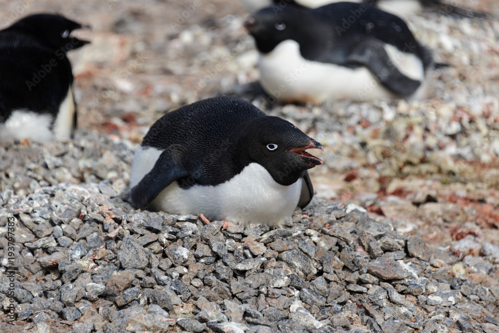 Naklejka premium Adelie penguins in nest