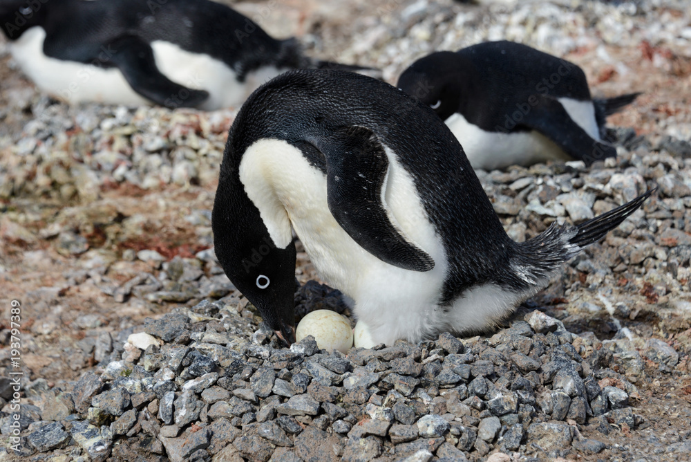 Fototapeta premium Adelie penguins in nest