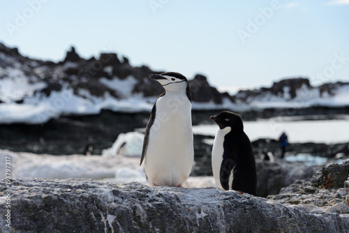 Chinstrap penguin on the beach