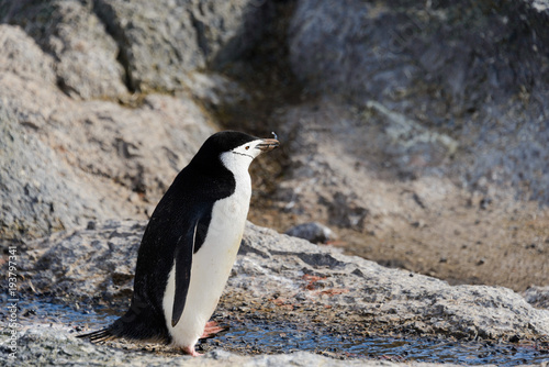 Chinstrap penguin with twig in beak