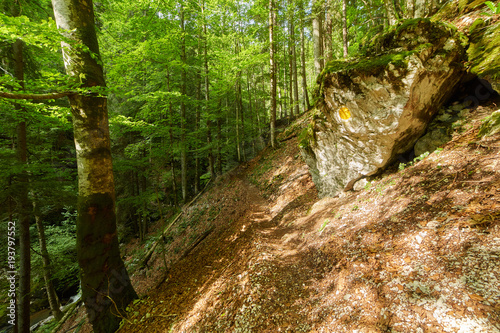 Deciduous forest with big trees