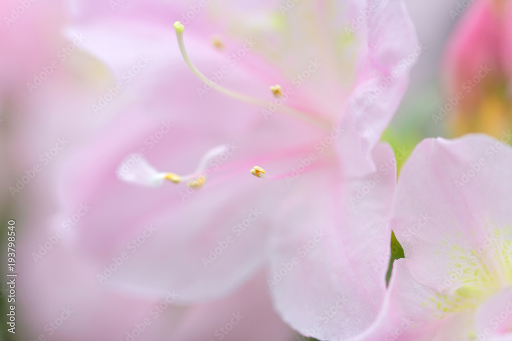 blur floral background lush fresh pink azalea flowers blur floral background lush fresh pink azalea flowers
