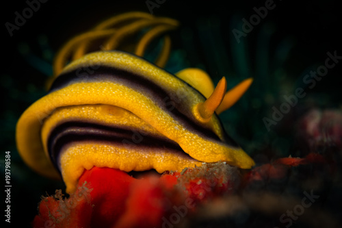 Nudibranc on the Saint Christopher's Wreck dive site, Puerto Galera, Philippines photo