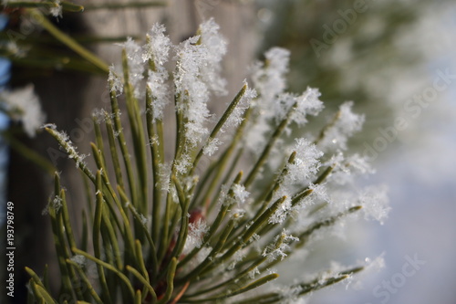 snowflake macro on the needles of pine