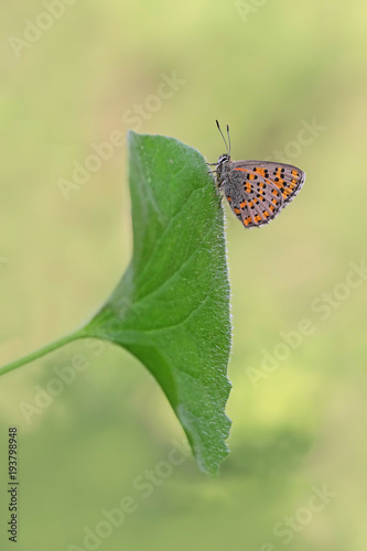 AKDENİZ GELİNCİĞİ - Tomares nesimachus  photo