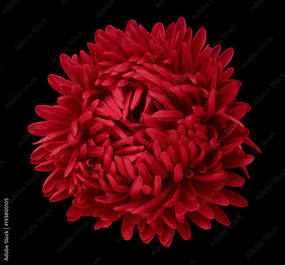 Red aster hot sale