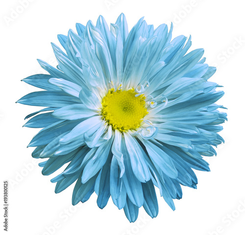 Turquoise-yellow Aster flower on a white isolated background with clipping path. Flower for design, texture, postcard, wrapper. Closeup. Nature.