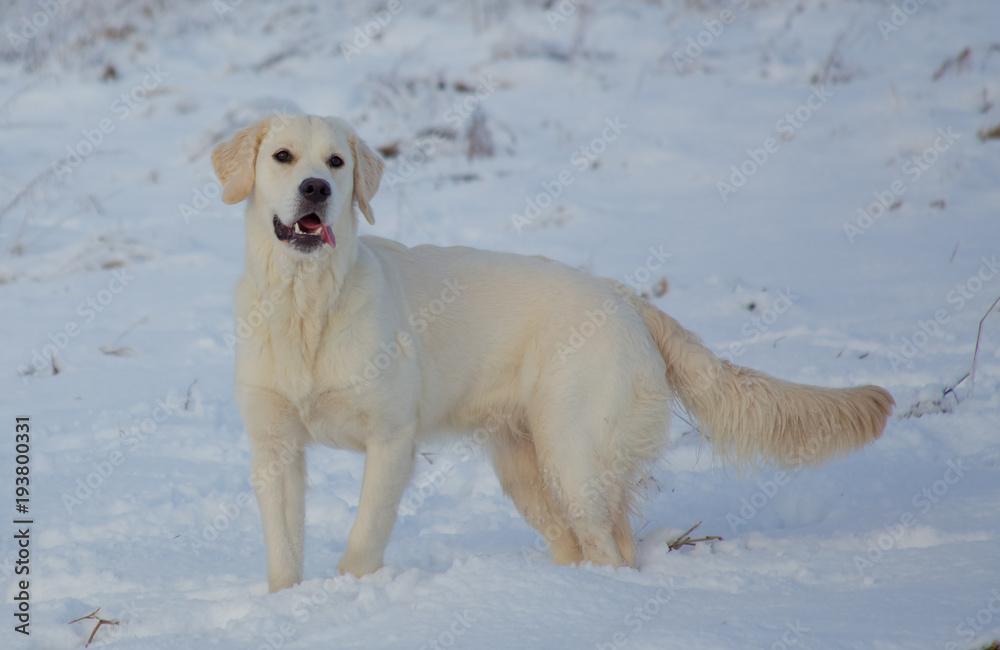 Golden Retriever female at 9 months of age on a cold winter day Golden Retriever female at 9 months of age on a cold winter day