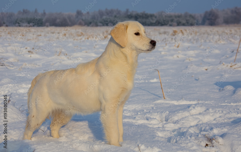 Golden Retriever female at 9 months of age on a cold winter day