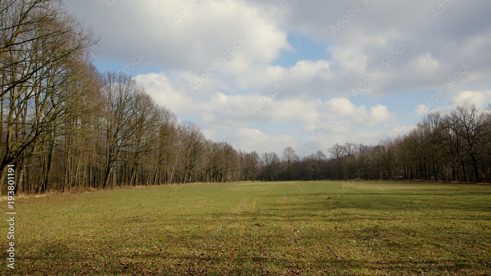 Pole zasianej pszenicy wczesną wiosną na skraju lasu Pole zasianej pszenicy wczesną wiosną na skraju lasu