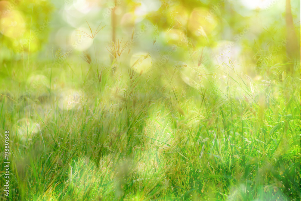 The flower of the grass, Blur Background and light Bokeh