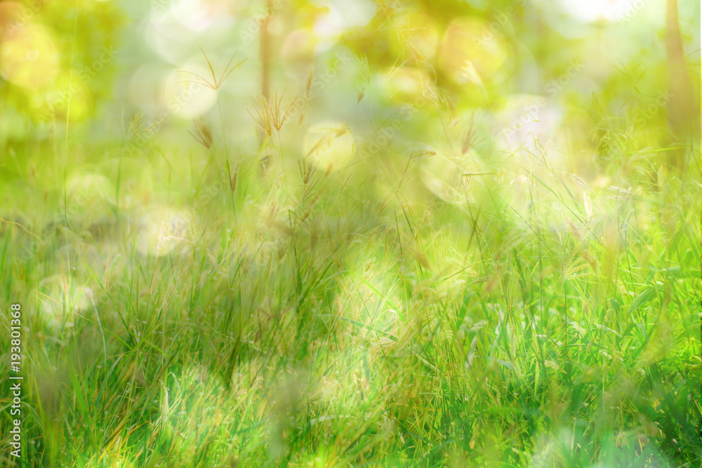 The flower of the grass, Blur Background and light Bokeh The flower of the grass, Blur Background and light Bokeh