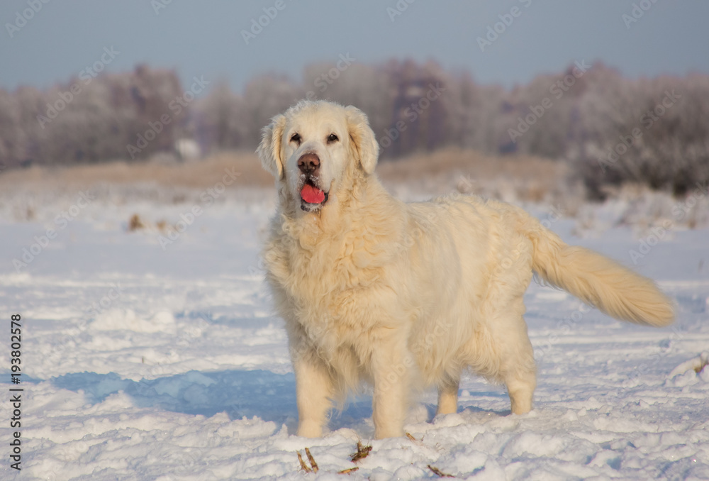 Golden Retriever female at 13 years of age on a cold winter day