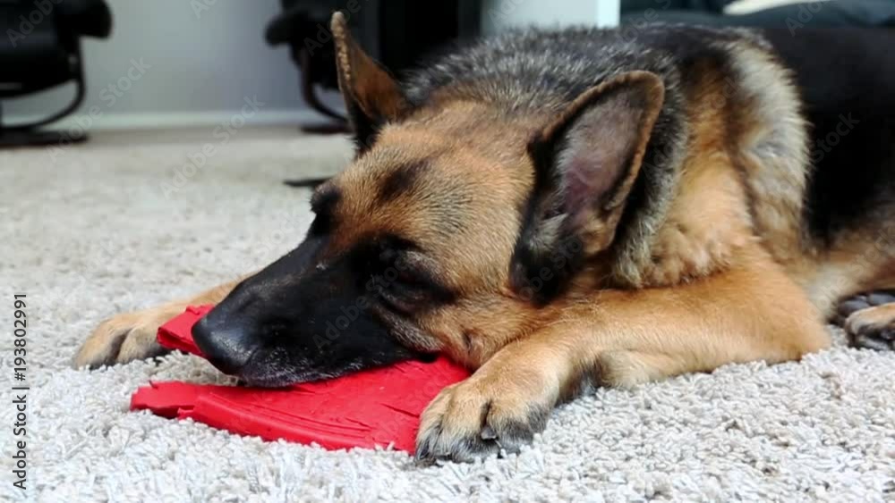 German Shepherd With Favorite Chew Toy German Shepherd With Favorite Chew Toy