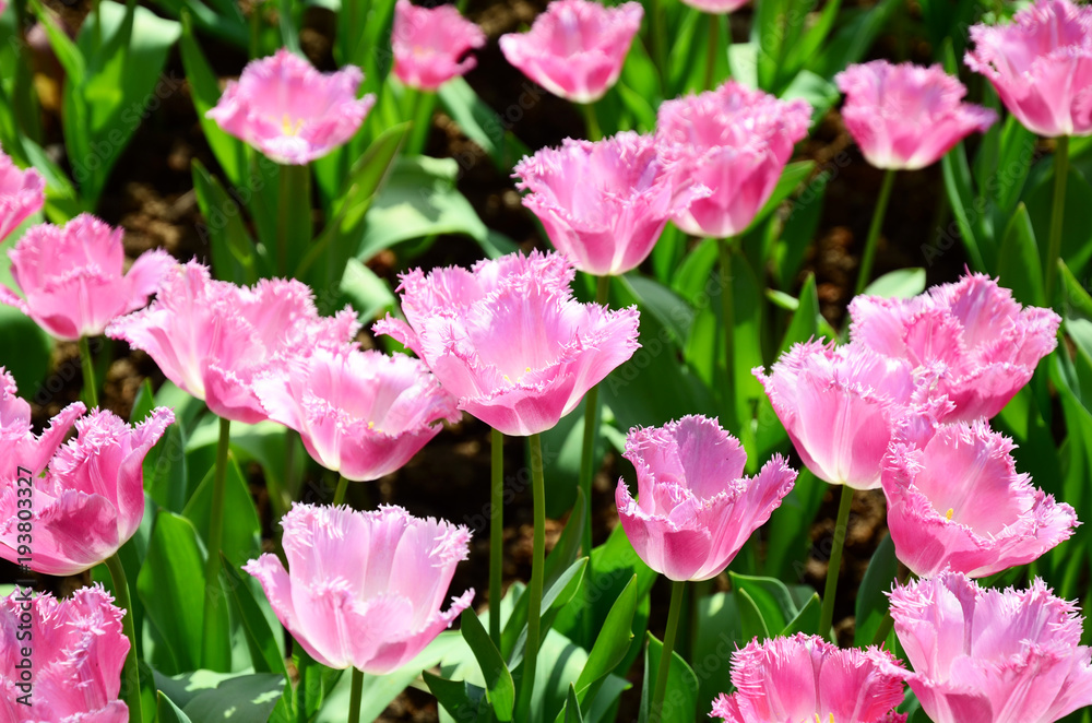 Pink tulips field