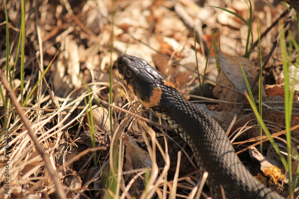 SNAKE IN THE GRASS SNAKE IN THE GRASS