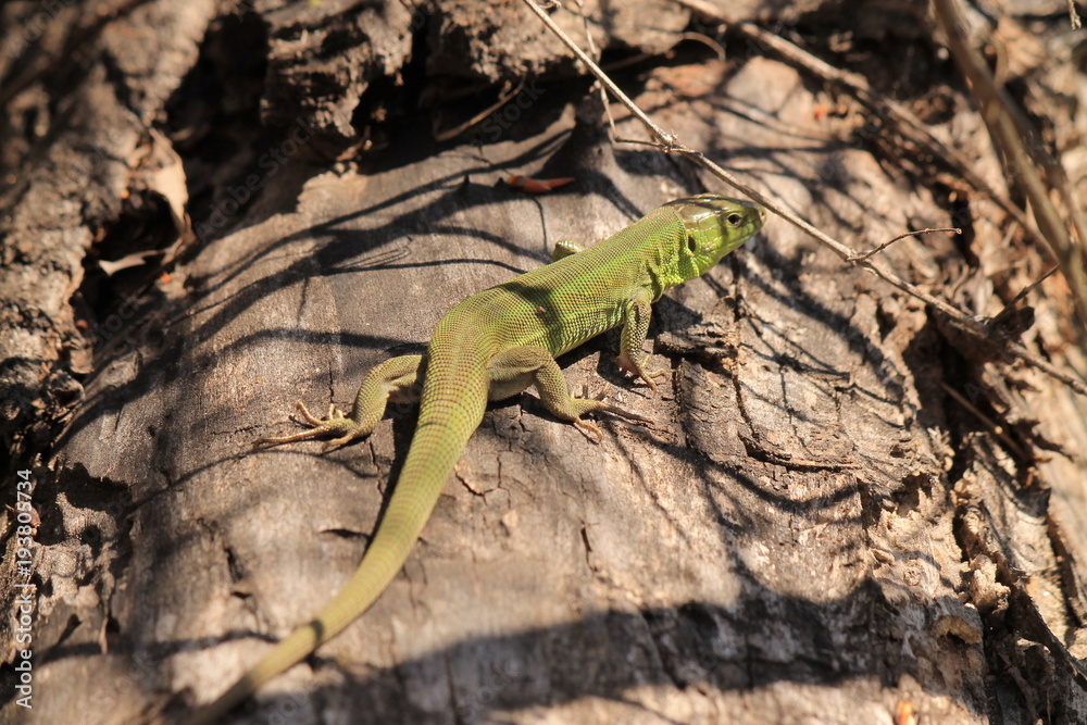 Fototapeta premium Green lizard on a stone