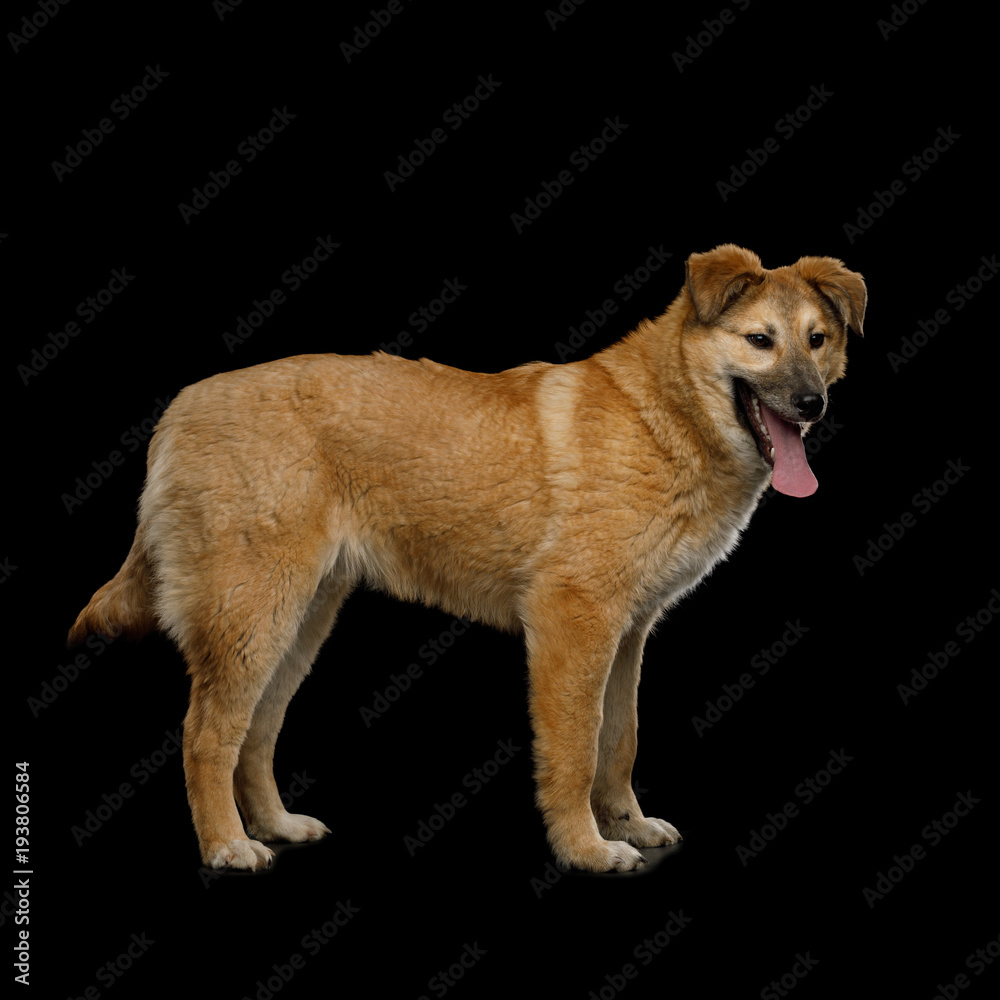 Cute Mongrel Dog Standing and wait, Isolated on Black Background, side view