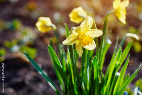 Fototapeta Naklejka Na Ścianę i Meble -  Daffodils in the spring garden