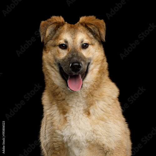 Closeup Portrait of Cute Mongrel Dog Happy Looking in Camera  Isolated on Black Background
