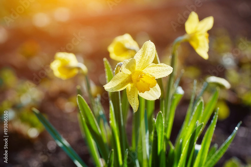 Fototapeta Naklejka Na Ścianę i Meble -  Daffodils in the spring garden