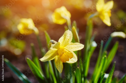 Fototapeta Naklejka Na Ścianę i Meble -  Daffodils in the spring garden