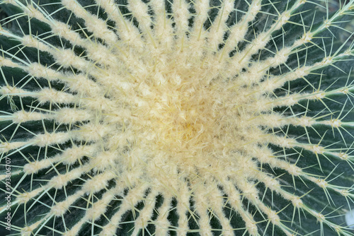 Green cactus with large needles close-up. View from above.