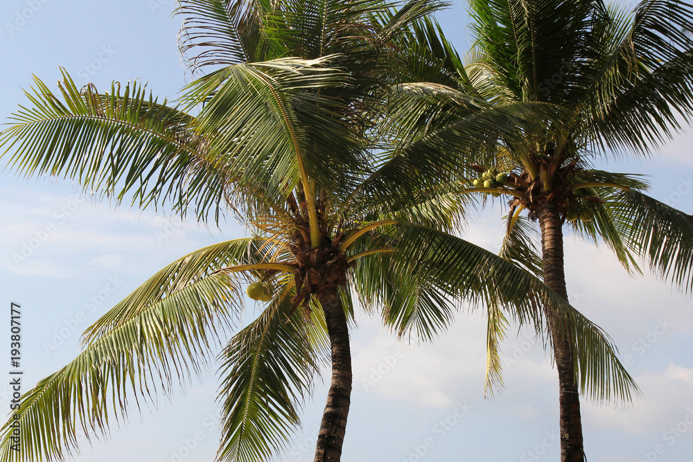 Fototapeta premium Coconut palms on blue sky in Thailand. Nature and holidays.