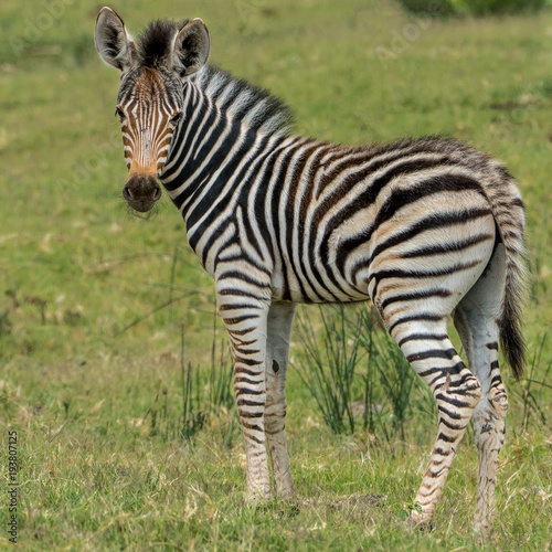 young zebra looking for its mother 